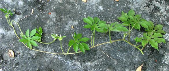 Ipomoea pes-tigridis
